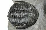 Cluster Of Three Trilobites (Hollardops & Austerops) - Ofaten, Morocco #365714-2